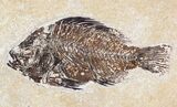 Priscacara & Diplomystus Fossil Fish Plate - x #20821-1